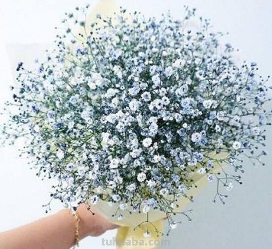 满天星的花语大全，甘当配角的执着爱恋