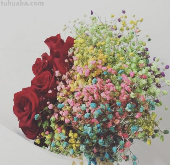 满天星的花语大全，甘当配角的执着爱恋