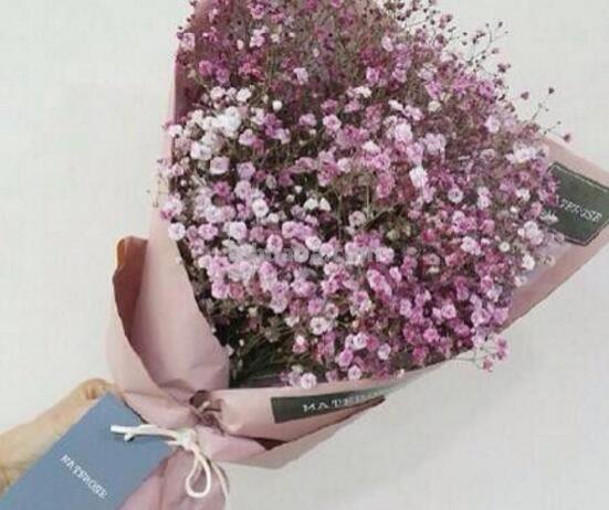 满天星的花语大全，甘当配角的执着爱恋