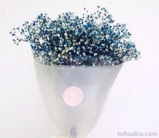 满天星的花语大全，甘当配角的执着爱恋