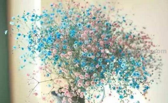 满天星的花语大全，甘当配角的执着爱恋