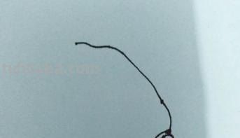 白菜怎么画 彩铅（白菜怎么画彩铅）