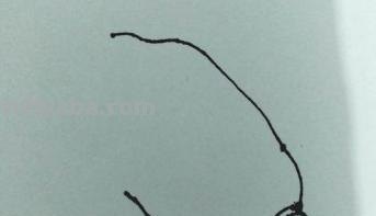 白菜怎么画 彩铅（白菜怎么画彩铅）