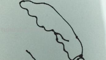 白菜怎么画 彩铅（白菜怎么画彩铅）