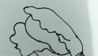 白菜怎么画 彩铅（白菜怎么画彩铅）