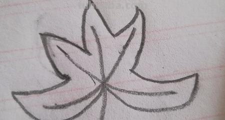 叶子怎么画简笔画(夏天的叶子怎么画简笔画) 叶子怎么画简笔画(夏天的叶子怎么画简笔画)