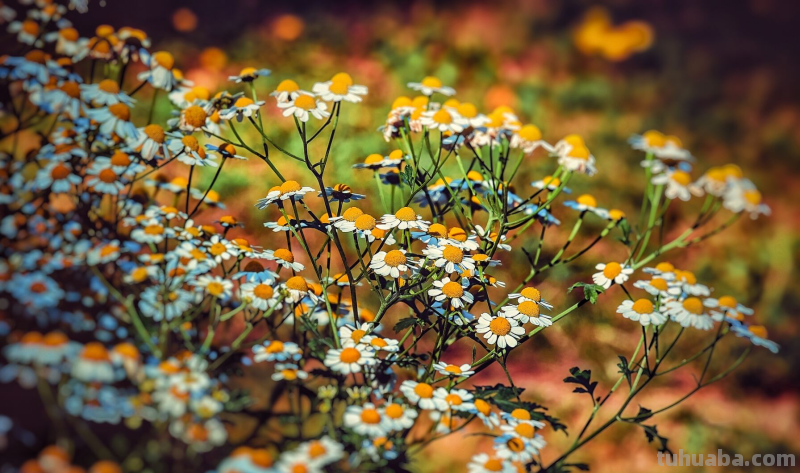 这5个摄影技巧，3句摄影口诀，可能帮你拍出更漂亮的照片