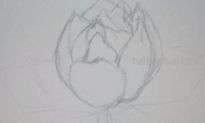 铅笔速写花朵（铅笔速写花朵图片）