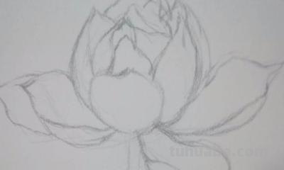 铅笔速写花朵（铅笔速写花朵图片）