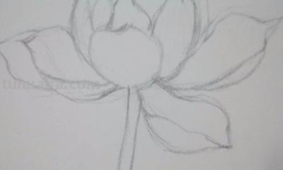 铅笔速写花朵（铅笔速写花朵图片）