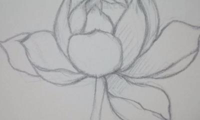 铅笔速写花朵（铅笔速写花朵图片）