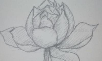 铅笔速写花朵（铅笔速写花朵图片）