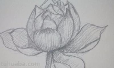 铅笔速写花朵（铅笔速写花朵图片）