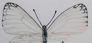 彩铅水溶怎么画（彩铅水溶画的画）