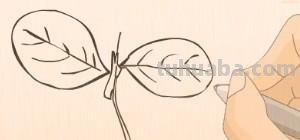 树叶怎么画简笔画(银杏树叶怎么画简笔画) 树叶怎么画简笔画(银杏树叶怎么画简笔画)