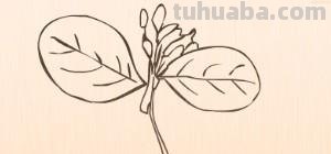 树叶怎么画简笔画(银杏树叶怎么画简笔画) 树叶怎么画简笔画(银杏树叶怎么画简笔画)