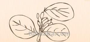 树叶怎么画简笔画(银杏树叶怎么画简笔画) 树叶怎么画简笔画(银杏树叶怎么画简笔画)