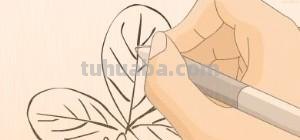 树叶怎么画简笔画(银杏树叶怎么画简笔画) 树叶怎么画简笔画(银杏树叶怎么画简笔画)