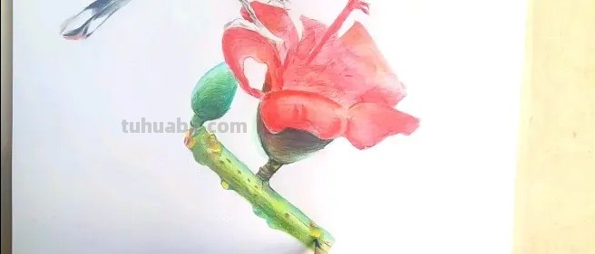 油性彩铅怎么画（油性彩铅怎么画的细腻）