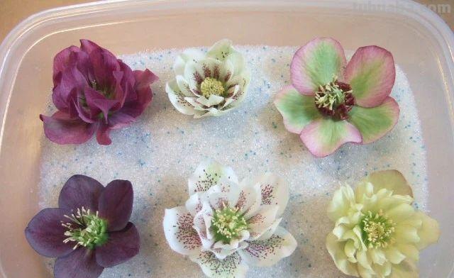 读书卡怎么做干花（读书卡制作花边）