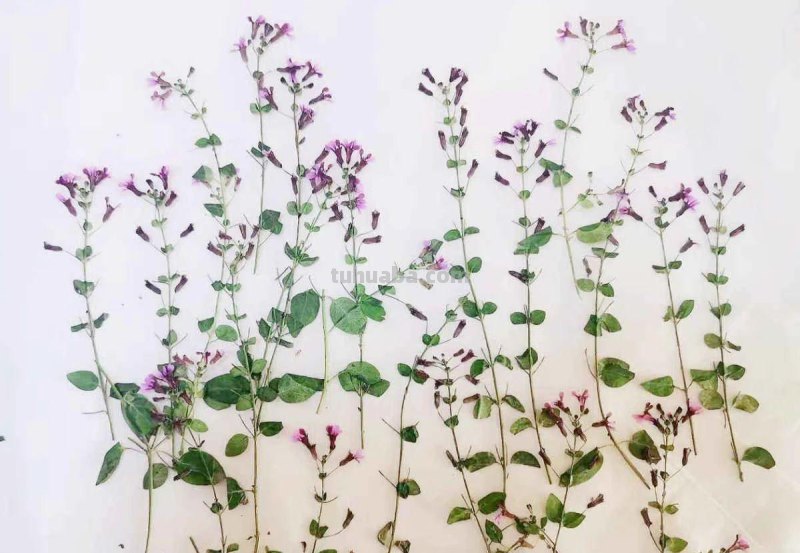 读书卡怎么做干花（读书卡制作花边）