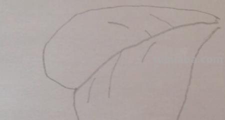 草怎么画简笔画（草莓怎么画简笔画）