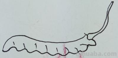 草怎么画简笔画（草莓怎么画简笔画）