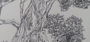 速写常用技法（速写常用技法有哪些）