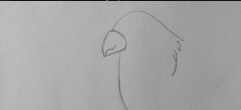 怎么画鹦鹉彩铅（怎么画鹦鹉彩铅画）