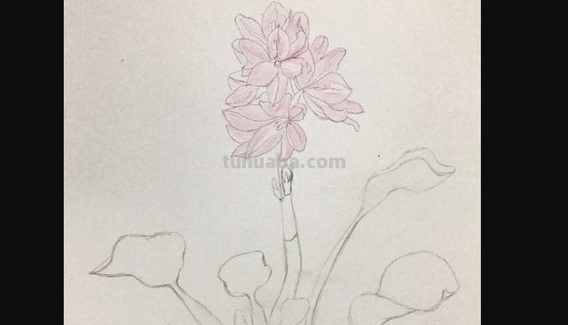 水溶性彩铅花怎么画（水溶性彩铅画花教程）