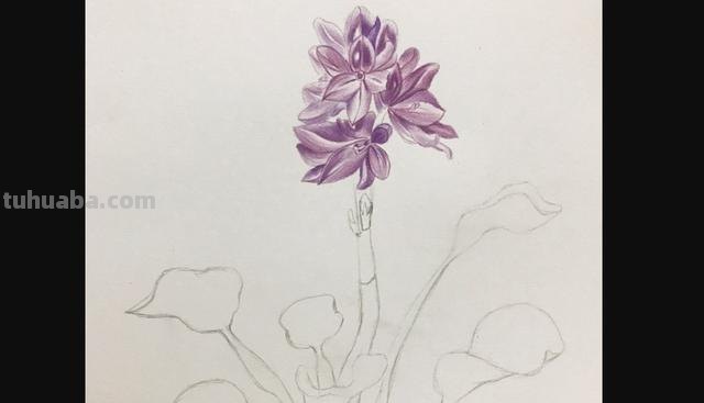水溶性彩铅花怎么画（水溶性彩铅画花教程）
