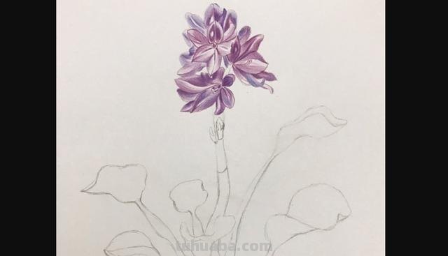 水溶性彩铅花怎么画（水溶性彩铅画花教程）