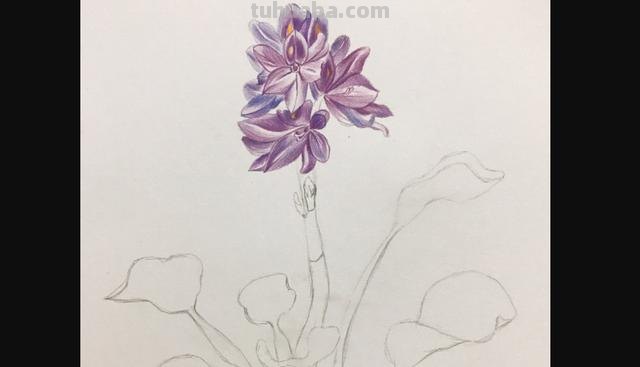 水溶性彩铅花怎么画（水溶性彩铅画花教程）