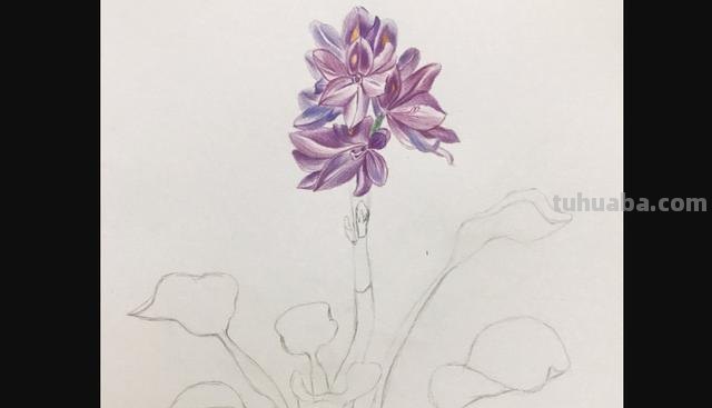 水溶性彩铅花怎么画（水溶性彩铅画花教程）