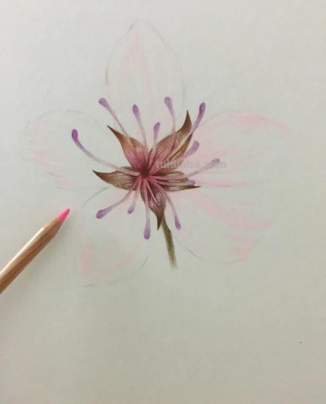 水溶性彩铅花怎么画（水溶性彩铅画花教程）