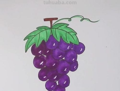 葡萄怎么画简笔画（葡萄怎么画简笔画图片）