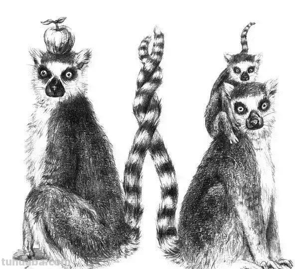 简洁明了｜素描