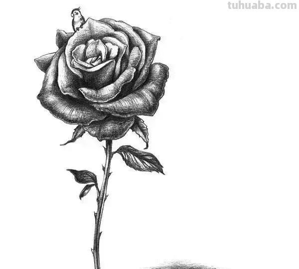 简洁明了｜素描