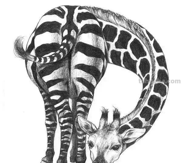 简洁明了｜素描