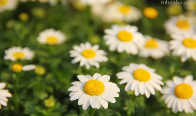 摄影新手必学的6个技巧,拍出生活的另一种美! 摄影新手必学的6个技巧,拍出生活的另一种美!