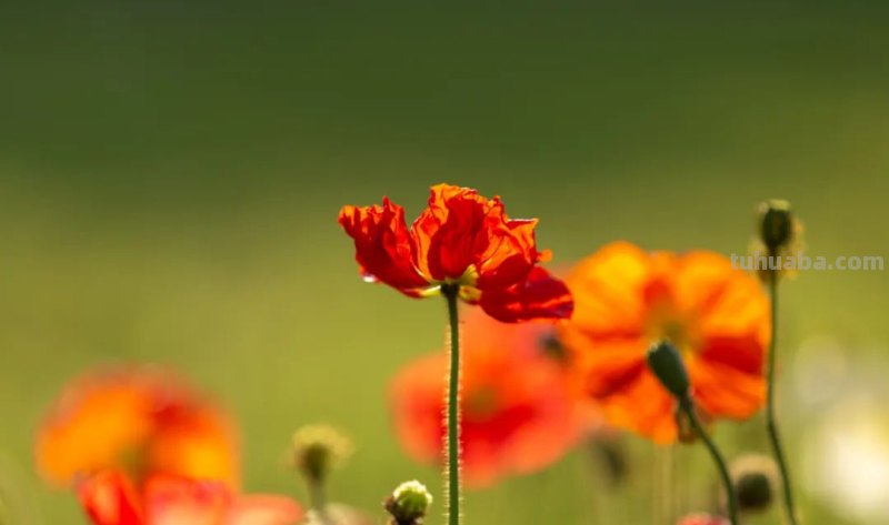 摄影新手必学的6个技巧,拍出生活的另一种美! 摄影新手必学的6个技巧,拍出生活的另一种美!