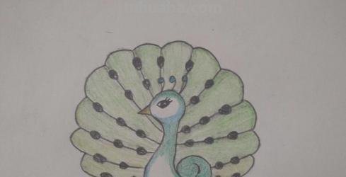 怎么画彩铅孔雀（怎么画彩铅孔雀图片）