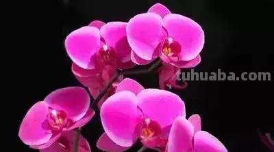 花的花语(100种)