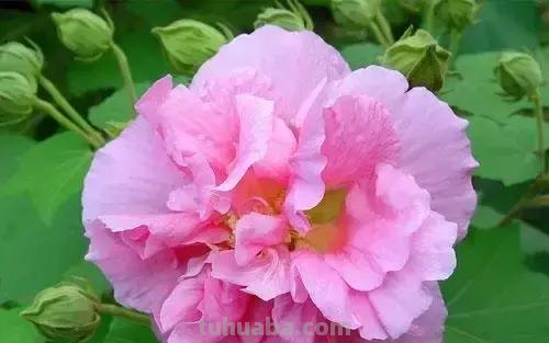 花的花语(100种)