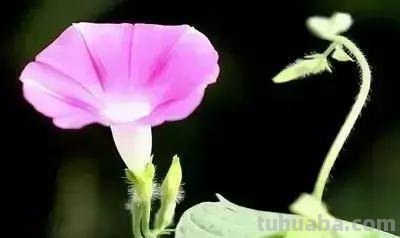 花的花语(100种)