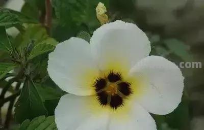 花的花语(100种)