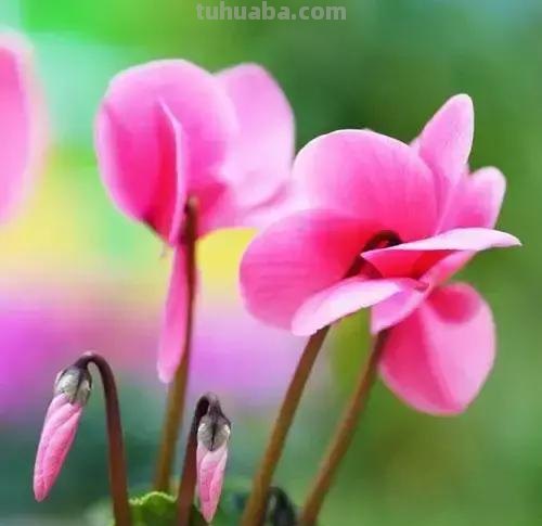 花的花语(100种)