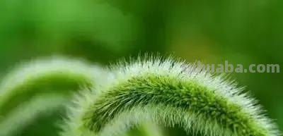 花的花语(100种)