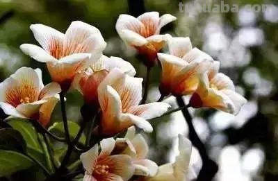 花的花语(100种)