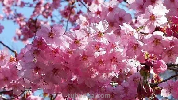 花的花语(100种)